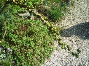 Jardin-des-Plantes-(8)