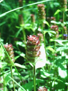 Jardin-des-Plantes-(20)