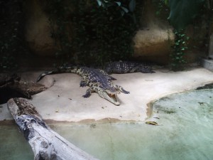 Jardin-des-Plantes-(50)