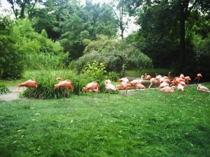 Jardin-des-Plantes-(54)