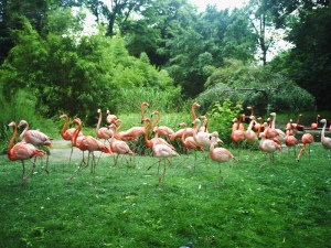 Jardin-des-Plantes-(55)