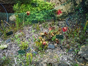 Jardin-des-Plantes-(70)
