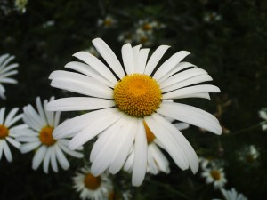 Jardin-des-Plantes-(71)