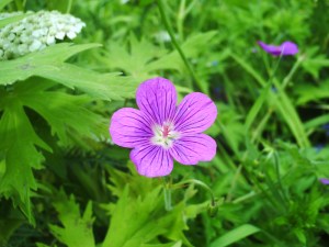 Jardin-des-Plantes-(72)