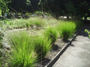 Jardin-des-Plantes-(29)