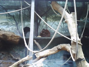 Jardin-des-Plantes-(42)