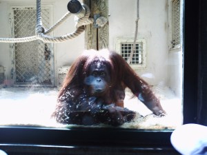 Jardin-des-Plantes-(46)