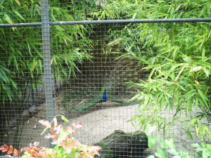 Jardin-des-Plantes-(48)