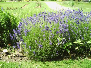 Jardin-des-Plantes-(66)