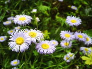 Jardin-des-Plantes-(85)