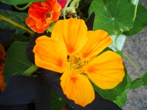 L'instant-et-l'éphémère-(21)