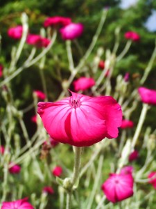 Jardin-des-Plantes-(11)