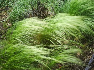 Jardin-des-Plantes-(37)