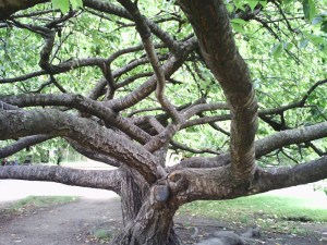 Jardin-des-Plantes-(89)