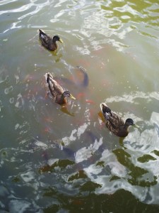 25-juillet-2009-Parc-de-Bercy-(8)