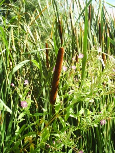 25-juillet-2009-Parc-de-Bercy-(17)
