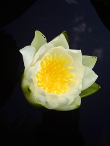 25-juillet-2009-Parc-de-Bercy-(22)