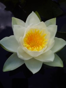 25-juillet-2009-Parc-de-Bercy-(29)