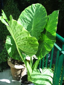 25-juillet-2009-Parc-de-Bercy-(60)