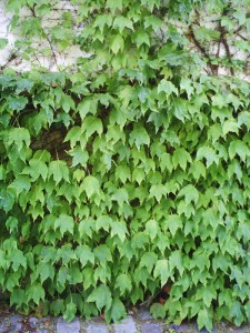 25-juillet-2009-BNF-(56)