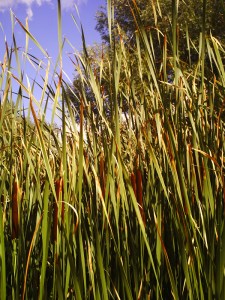 25-juillet-2009-Parc-de-Bercy-(18)