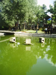 25-juillet-2009-Parc-de-Bercy-(19)