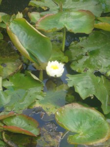 25-juillet-2009-Parc-de-Bercy-(23)