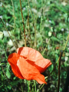 25-juillet-2009-Parc-de-Bercy-(68)