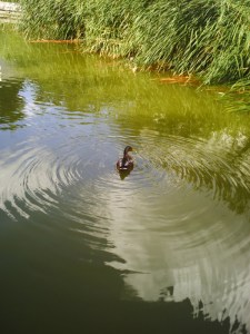 25-juillet-2009-Parc-de-Bercy-(35)