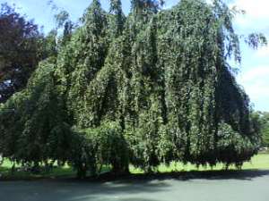 26 juillet 2009 (24)