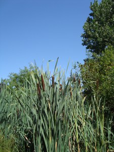 12-Août-2009-at-France-Miniature-(105)