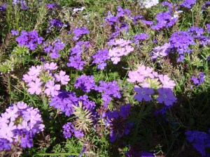 12-Août-2009-at-France-Miniature-(151)