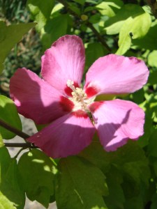 12-Août-2009-at-France-Miniature-(106)