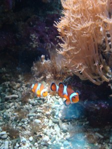 A.20-août-2009-(31)