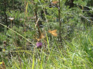 A.21-août-2009-(21)