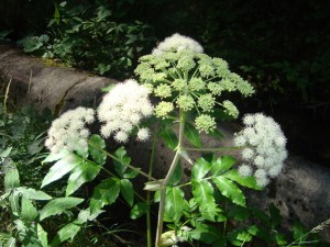 A.21-août-2009-(30)