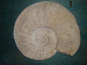 A.20-août-2009-(26)