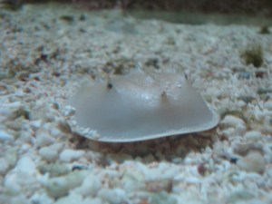 A.20-août-2009-(22)