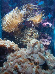 A.20-août-2009-(27)