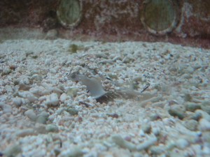 A.20-août-2009-(21)