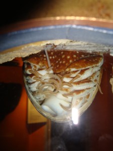 A.20-août-2009-(24)