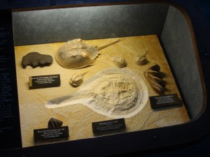 A.20-août-2009-(25)