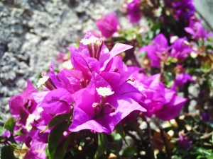 C.25-août-2009-(10)