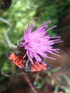 A.21-août-2009-(27)