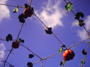 14-octobre-2009-(10)