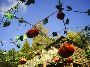 14-octobre-2009-(13)