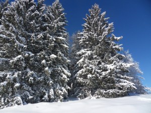 2.Plateau-de-Retort-(4)