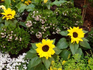 Hidden-...-Village-Royal-(2)