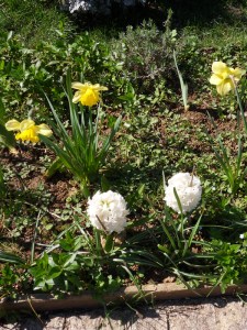 Jardin-Villemin (19)