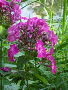 D.Vive-les-fleurs!-(8)